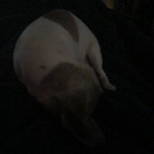 Meet your Posher, Monique